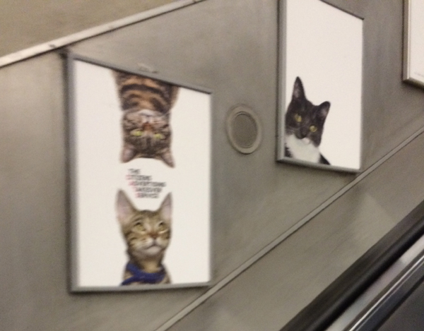 Cats on the escalators